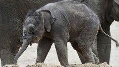Dia mundial do elefante