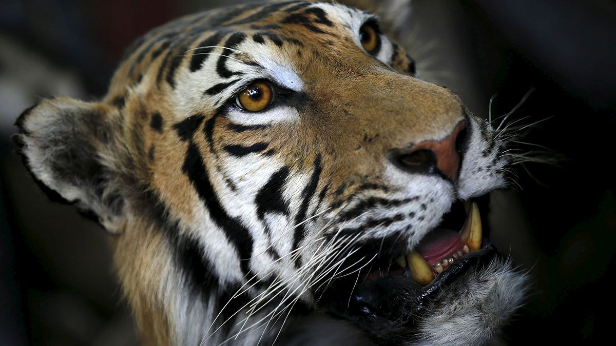 Indien: Bereits 41 tote Tiger im laufenden Jahr