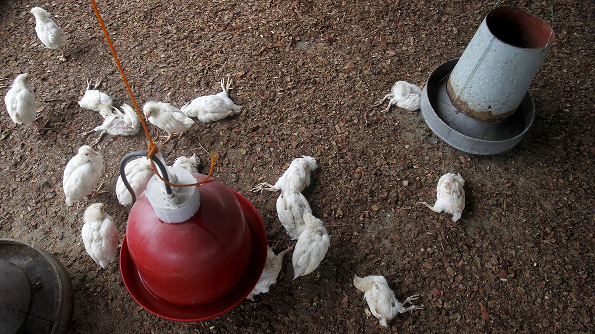 Terjed a madárinfluenza Nyugat-Afrikában