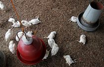 Elfenbeinküste: Weitere Ausbreitung der Vogelgrippe befürchtet