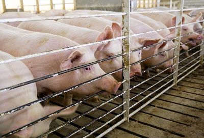 Pigs belonging to Jeff Rehder in their shed, in Hawarden, Iowa, on March 26.