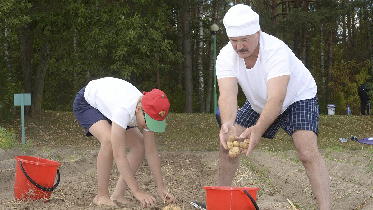 Campagne électorale biélorusse : Loukachenko à la collecte des patates