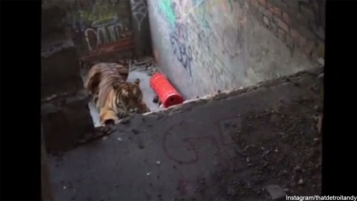 Tiger escapes on set of Detroit photoshoot