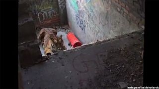 Tiger escapes on set of Detroit photoshoot