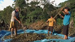 Peru: Koka-Felder zerstört, was jetzt?