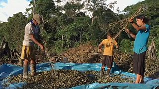 Combate à produção de folha de coca deixa milhares de peruanos na miséria