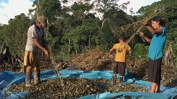 Au Pérou, les cultivateurs de coca victimes de la lutte contre le trafic de drogue Au Pérou, les cultivateurs de coca victimes de la lutte contre le trafic de drogue