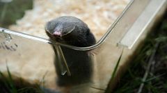 A délvidéki földikutya esete a határzárral