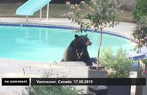 L'orso si rilassa in piscina