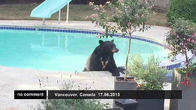 Urso relaxa na piscina