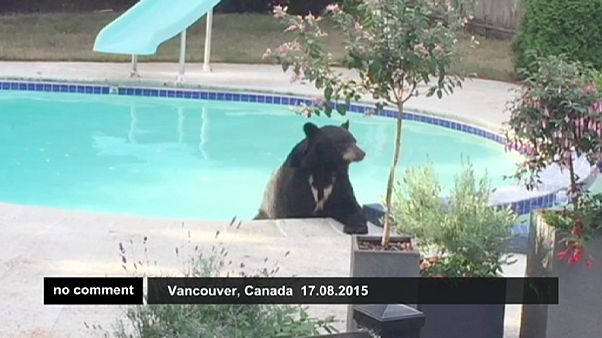 Urso relaxa na piscina Urso relaxa na piscina