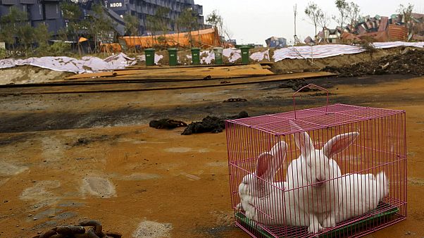 Tianjin: China usa animais para testar poluição do ar Tianjin: China usa animais para testar poluição do ar