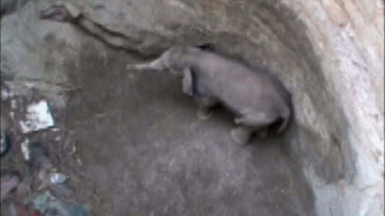 Rescatan a un bebé elefante de un pozo en la India