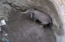 Baby Indian elephant rescued from well