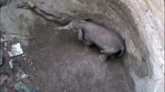 Indien: Elefantenbaby aus Brunnen gerettet