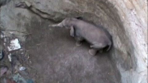 Rescatan a un bebé elefante de un pozo en la India