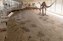 کشف ردپای دایناسور سی تنی در آلمان