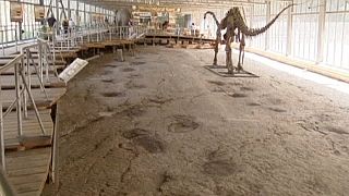 Dinosaur footprints found in abandoned German quarry