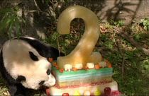 Bao Bao fête son anniversaire !