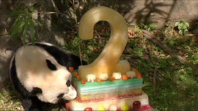 " باو باو" الباندا العملاق يحتفل بعيد ميلاده الثاني