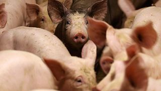 EU Agriculture Council called over falling milk and pork prices