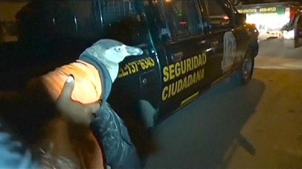 A perui pingvin vándorútja A perui pingvin vándorútja
