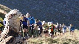 Vom Aussterben bedrohte Adler filmen Ultra-Trail am Mont-Blanc