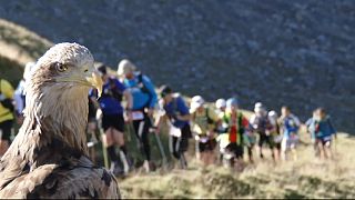 L'Ultra Trail du Mont Blanc filmé par... le plus grand aigle d'Europe