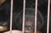 Cheias deixam animais encurralados num zoo no leste da Rússia