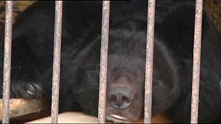 Exhausted animals rescued from flooded zoo in Ussuriysk, Russia