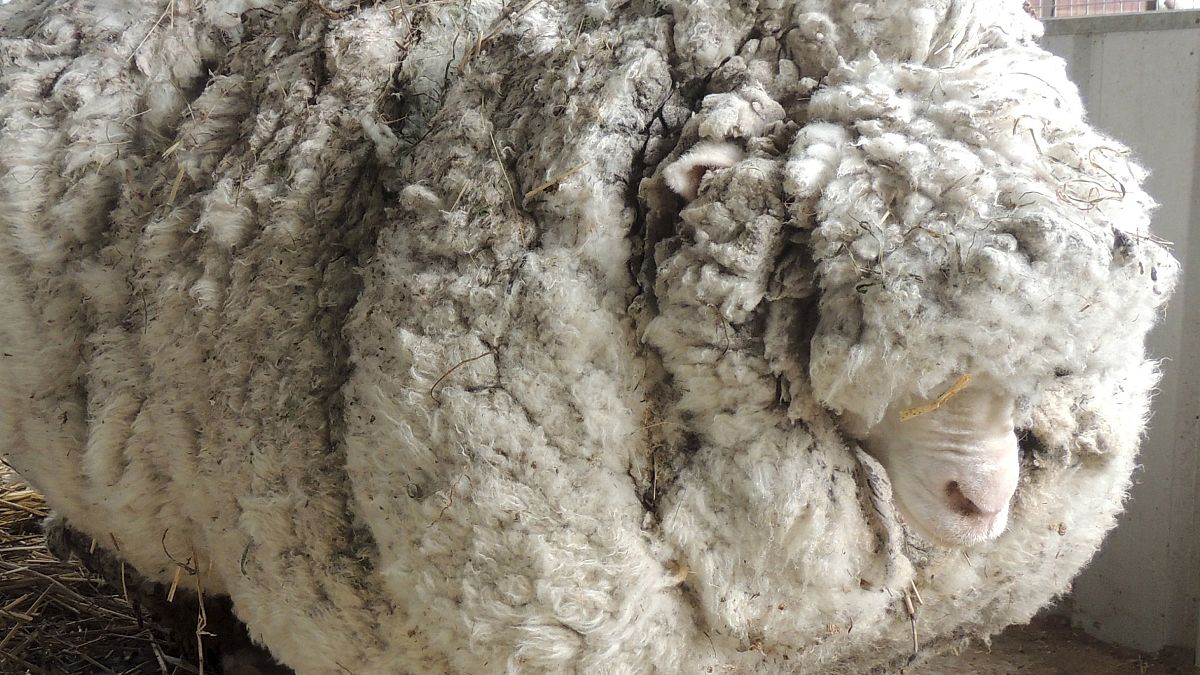 Australian sheep shave breaks world wool record