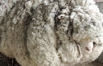 Ovelha com excesso de lã encontrada na Austrália