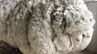 Une tonte record pour ''Chris'', le mouton qui devait supporter 40kg de laine