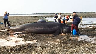 Un grupo de bañistas intentan salvar a un tiburón gigante