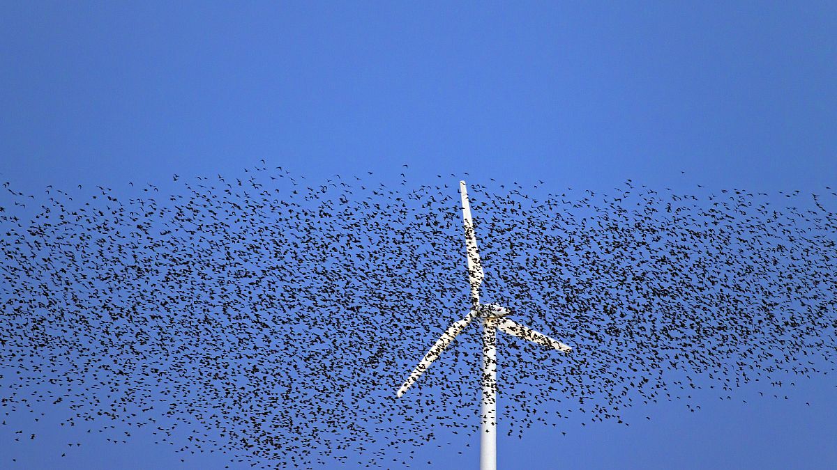 Image: A large flock of common starlings fly past a wind turbine