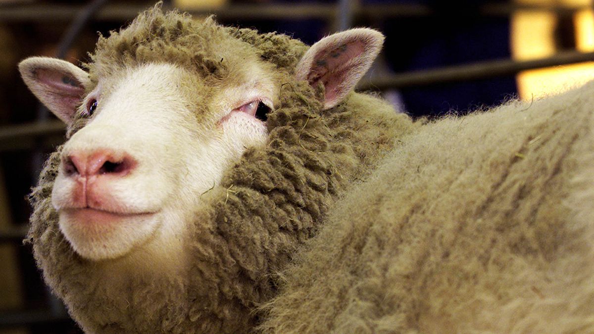 Le Parlement européen dit non aux animaux clonés à des fins alimentaires