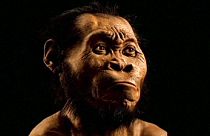 ¿Quién es el Homo naledi?