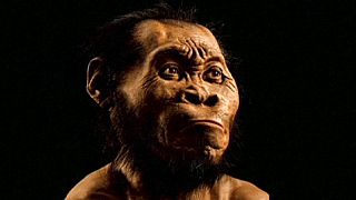 Afrique du Sud : “Homo naledi", ce cousin lointain qui sort soudain de sa grotte