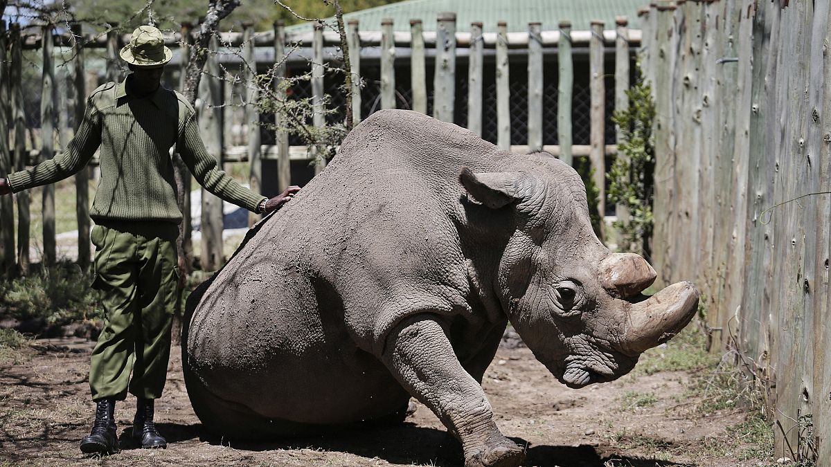 Image: Sudan White Rhino
