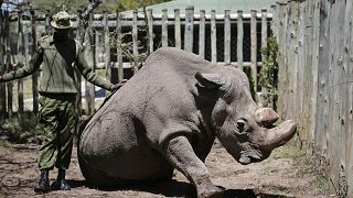 Image: Sudan White Rhino