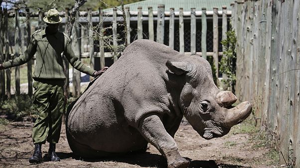 Image: Sudan White Rhino Image: Sudan White Rhino