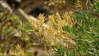 باکتری مهلک در میان درختان زیتون در جزیره کورس
