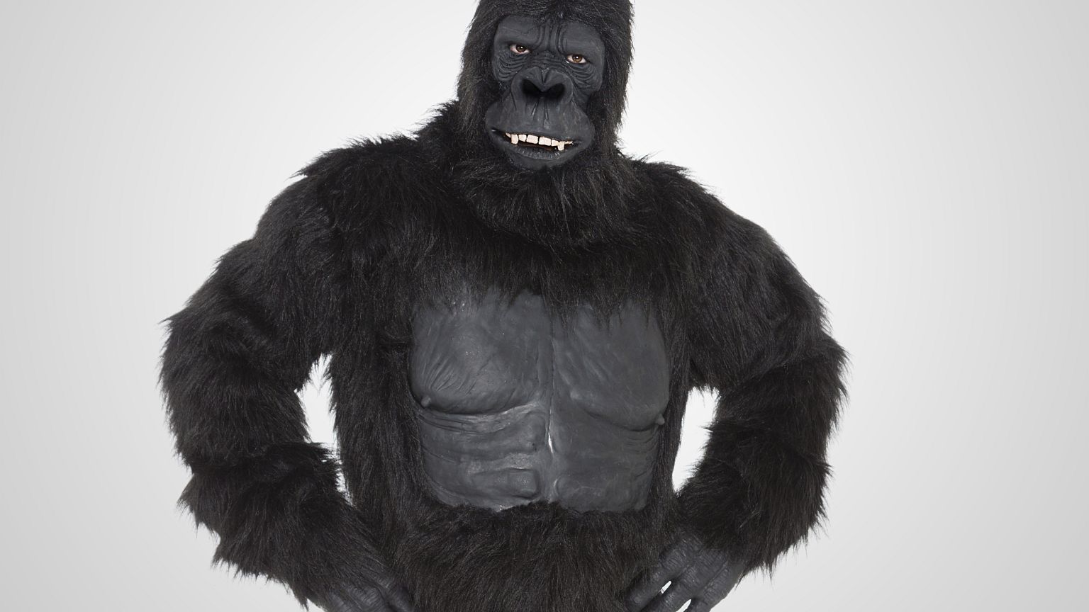 Gorilla on White