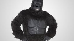 Gorilla on White