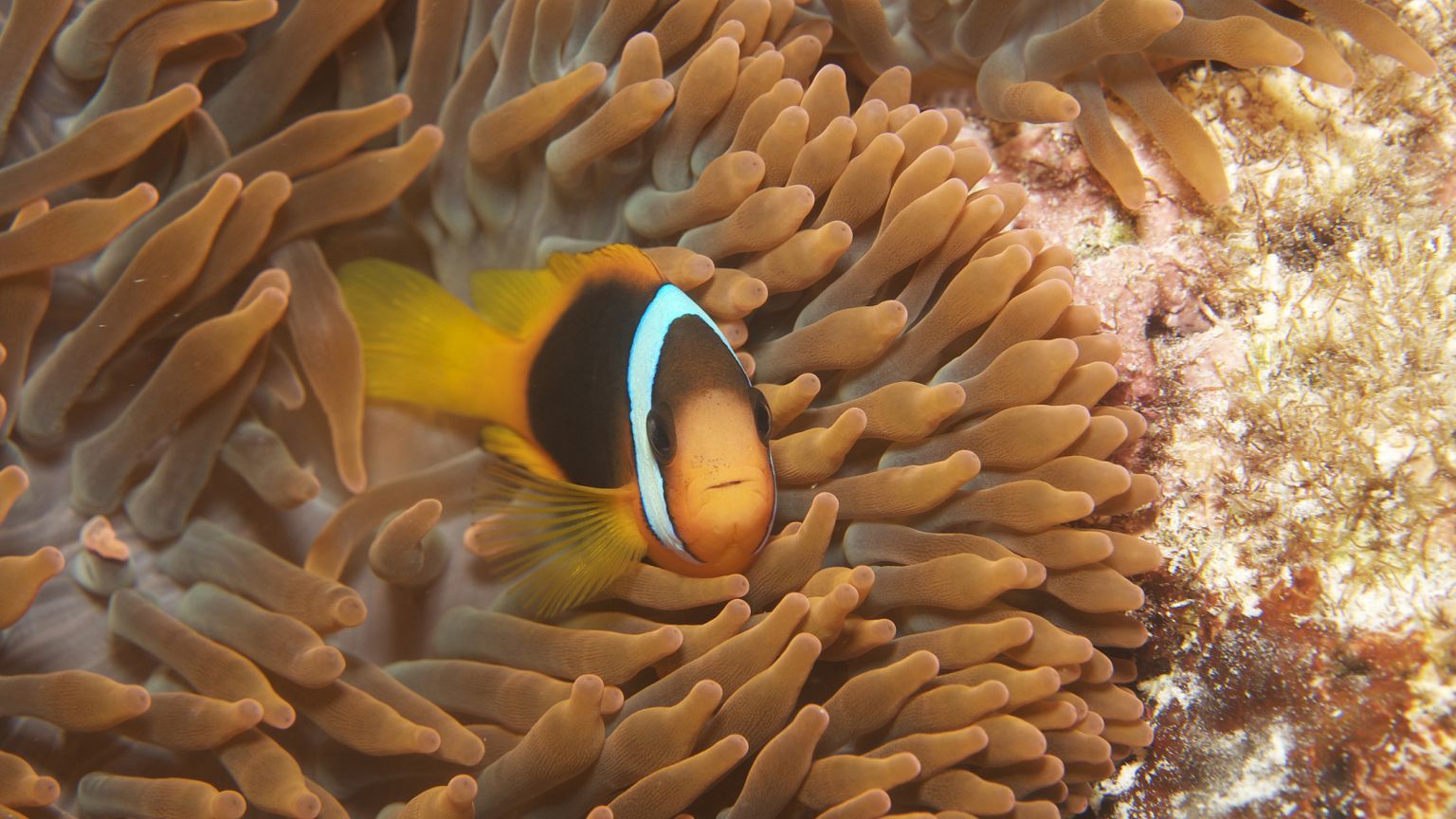 Image: clown fish