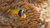 Image: clown fish