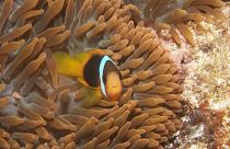 Image: clown fish