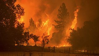 آتش سوزی در ۲۵ هزار هکتار از جنگل های کالیفرنیا