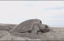 Droni contro il bracconaggio in Messico
