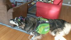 Image: Canine AI